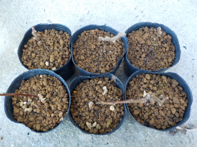 冬の実生キウイ苗