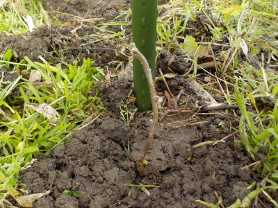 実生のキウイを地植え