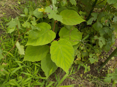 キウイの受粉樹って何・キモイ