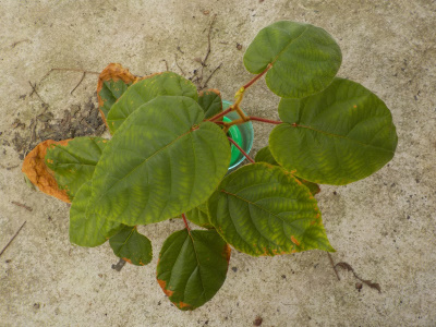 キウイの水耕催場は出来るけど、成長が止まる。