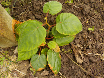 キウイ初めての土