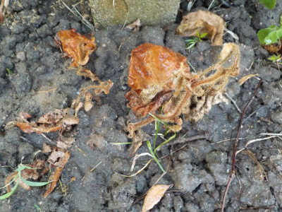 地植えにして枯れたキウイ