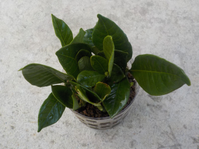 クチナシの挿し木