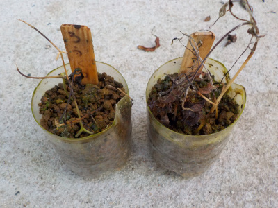 枯れたクレマチスの挿し木