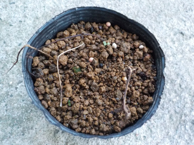 枯れたクレマチスの挿し木