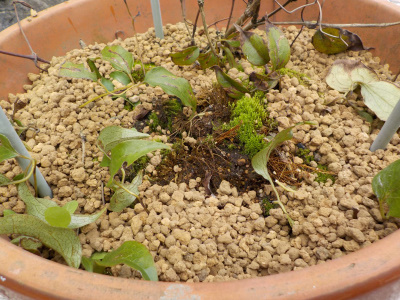 9月のクレマチスのツル伏せ