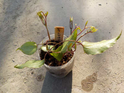 クレマチスの挿し木