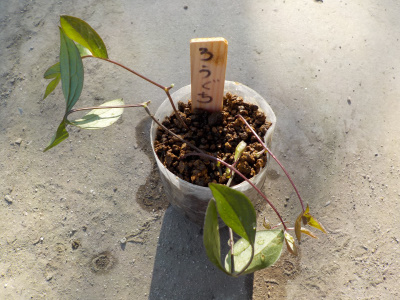 クレマチス篭口の挿し木