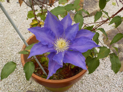 母の日に咲くクレマチス