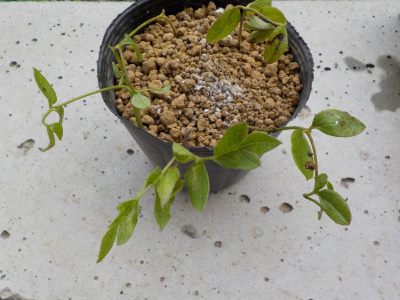 四季咲きクレマチスの挿し木