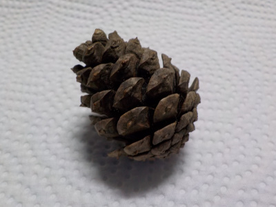 出雲大社の松ぼっくり