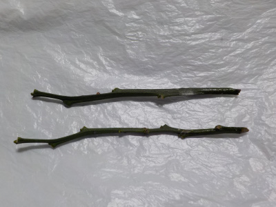 みかんの水挿し木