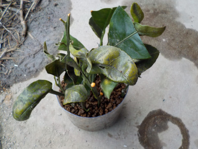 温州ミカンの挿し木