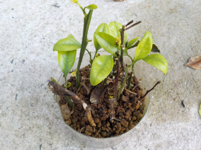 ミカンの挿し木の途中経過