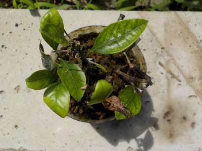 ミカンの挿し木結果