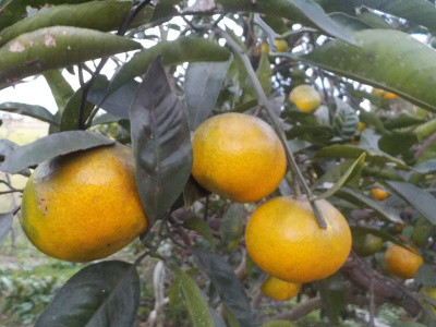 温州ミカンが病気なので早めに収獲