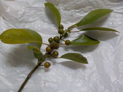 モチノキの実と枝と葉