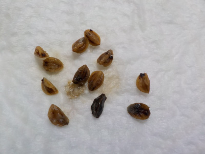 モチノキの種子