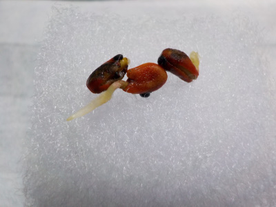 実生のモッコクの発根