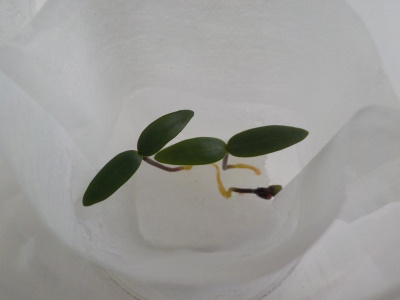 モッコクの実生苗