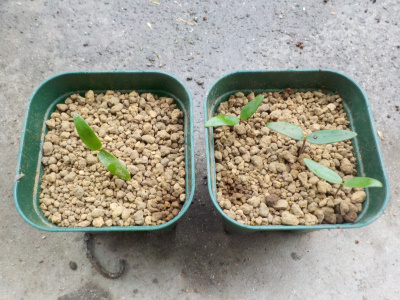 モッコクの苗 実生