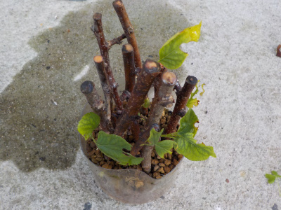 桃の挿し木に葉っぱが残ってる