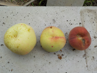 家庭で収穫できた桃の実