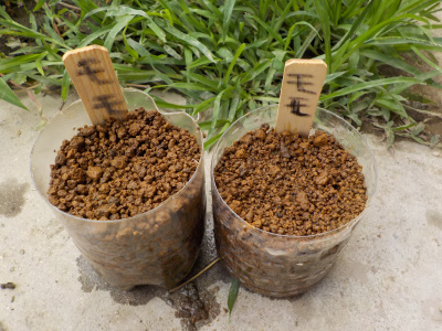 食べた桃の種まき