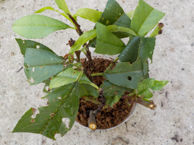 ペットボトルで桃の密閉挿し木