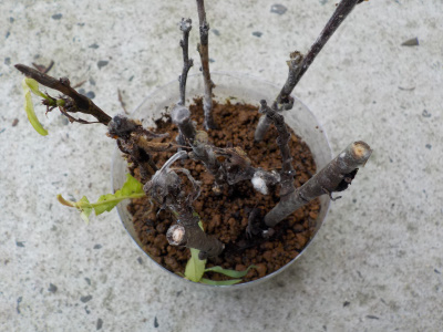 虫に葉っぱを食べられた桃の挿し木