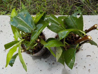 殺虫剤でコーティングした桃の挿し木