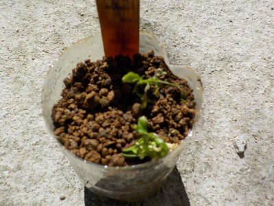 9月の発芽した桃の種