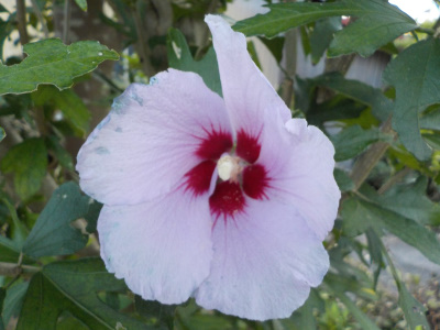 秋に柵ムクゲび花