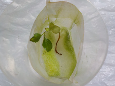 枯れそうなマスカット