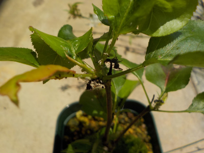 梨と蟻とアブラムシの写真