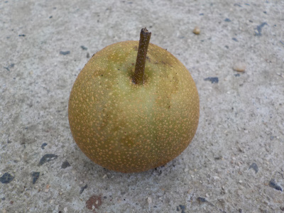 落下した若い梨の実の味