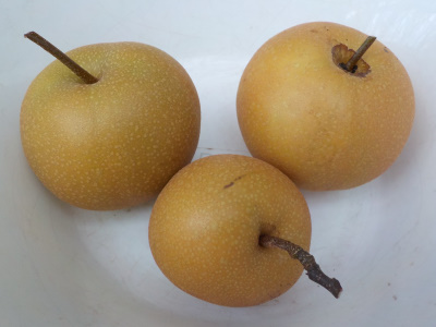 台風前に梨の収穫