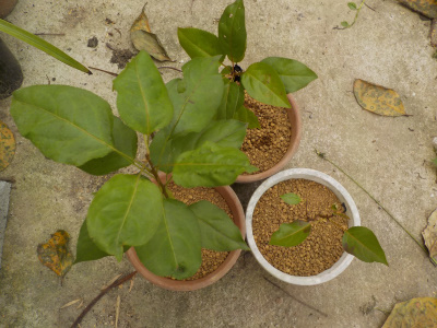 実生の梨の植え替え