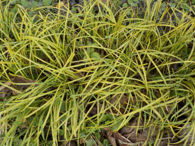 黄色く枯れだしたニラ