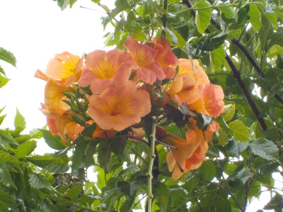 高くて人目に付かないノウゼンカズラ