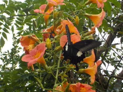 秋のノウゼンカズラと蜜を吸う蝶