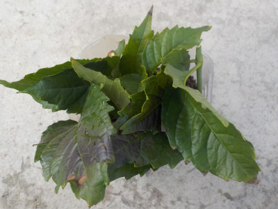 ボウゼンカズラの挿し木