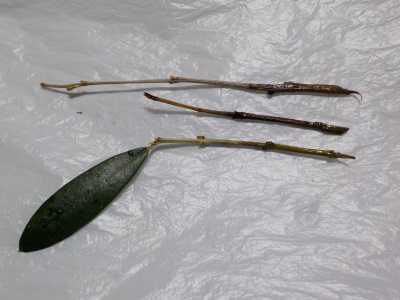 オリーブの水挿し木