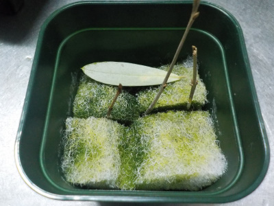 枯れ木のオリーブ