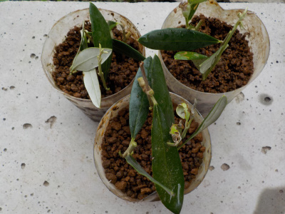 オリーブの挿し木　ペットボトル密閉版