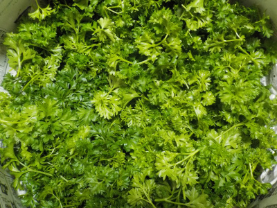 大量のパセリはドライパセリ