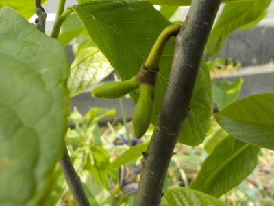 初めてのポポーの実