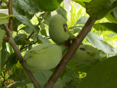 実生で育てたポポーの実