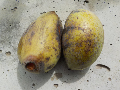 実生で育てた完熟ポポー