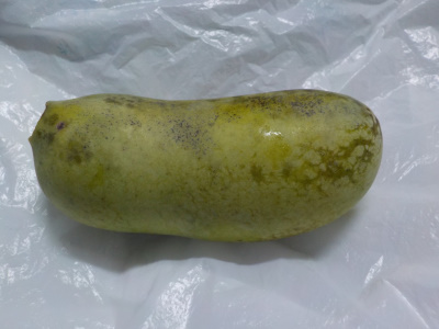 実生のポポーから収獲